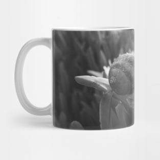 Snail Having Breakfast in Californian Yellow Flower Photo V4 Mug